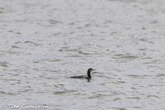 Phalacrocorax carbo carbo