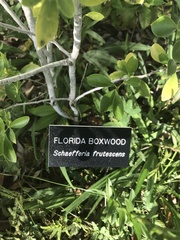 Schaefferia frutescens