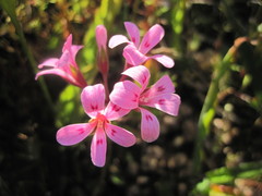 Pelargonium chelidonium