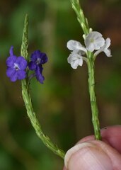 Stachytarpheta cayennensis