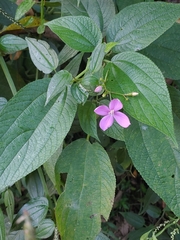 Arthrostemma ciliatum