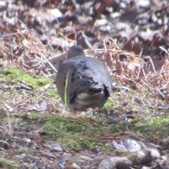 Zenaida macroura carolinensis