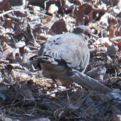 Zenaida macroura carolinensis