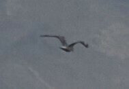 Larus michahellis