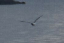 Larus michahellis
