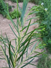 Acacia longissima