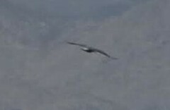Larus michahellis
