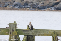 Phalacrocorax carbo carbo