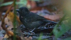 Thamnophilus bridgesi