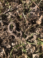 Tropidoclonion lineatum