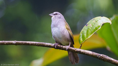 Arremonops conirostris