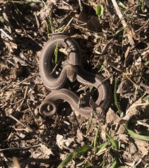 Tropidoclonion lineatum