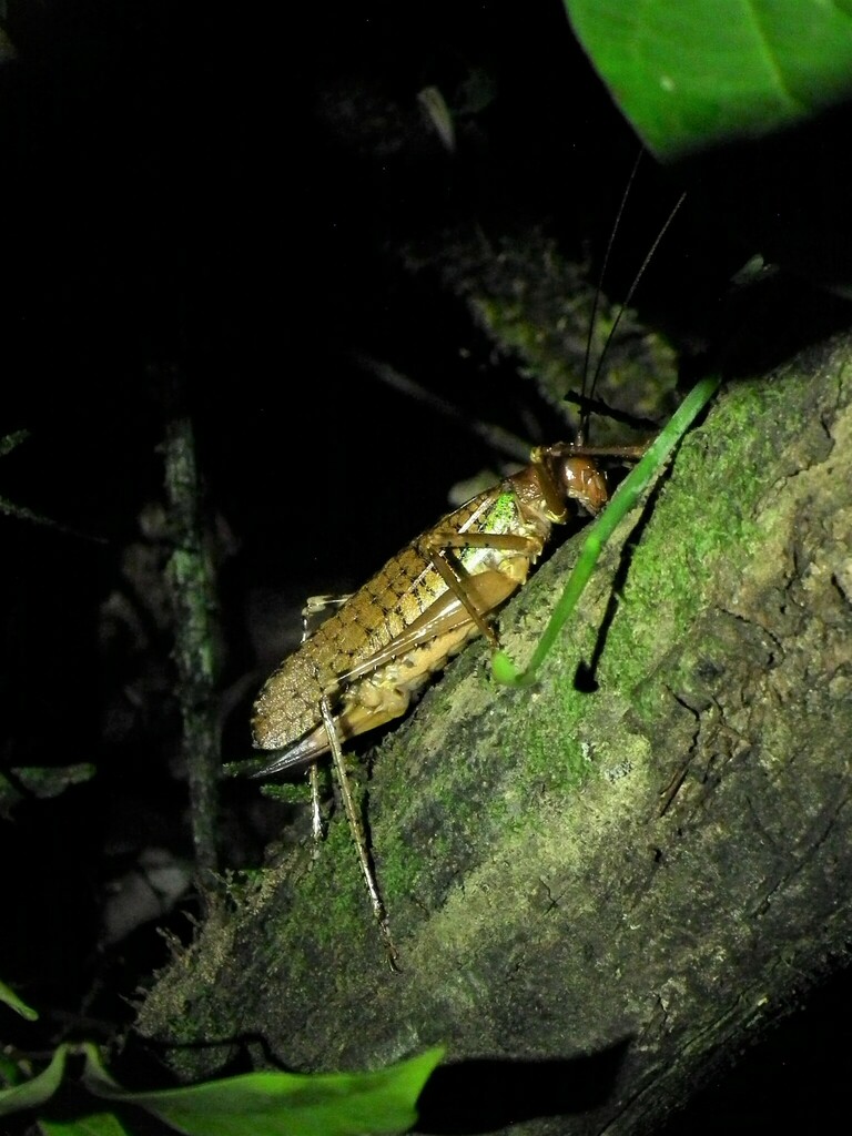 Schedocentrus vicinus