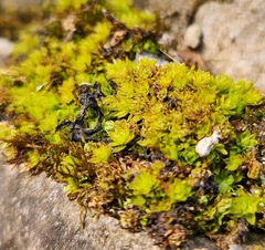 Rosulabryum