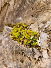Rosulabryum