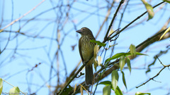 Saltator striatipectus