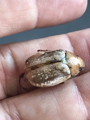 Anoplognathus concolor