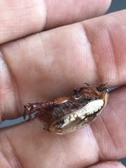 Anoplognathus concolor