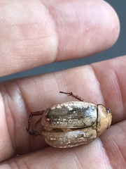 Anoplognathus concolor