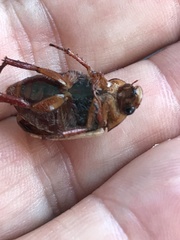 Anoplognathus concolor