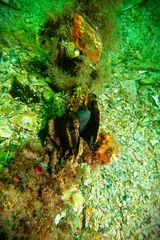 Parablennius tasmanianus