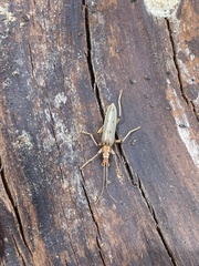 Parisopalpus nigronotatus