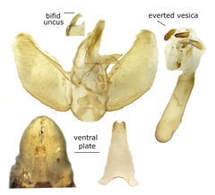 Eupithecia strattonata