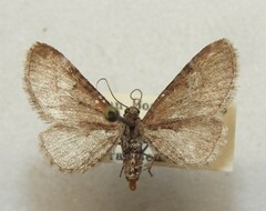 Eupithecia strattonata