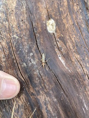 Parisopalpus nigronotatus