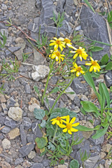 Packera streptanthifolia