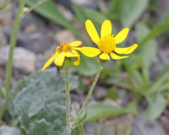 Packera streptanthifolia