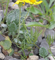 Packera streptanthifolia