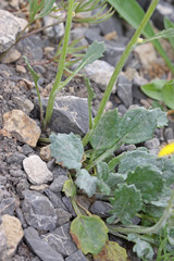 Packera streptanthifolia