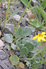 Packera streptanthifolia