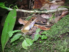 Pristimantis zeuctotylus