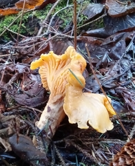 Cantharellus formosus