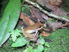 Pristimantis zeuctotylus