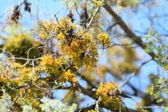 Arceuthobium oxycedri