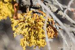 Arceuthobium oxycedri