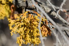 Arceuthobium oxycedri