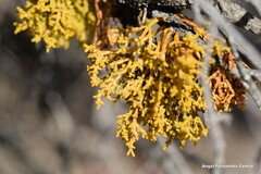 Arceuthobium oxycedri