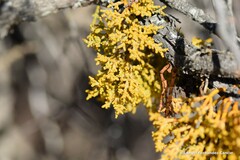 Arceuthobium oxycedri