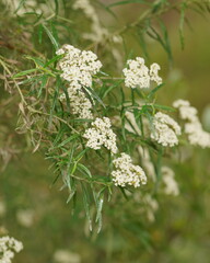 Ozothamnus ferrugineus