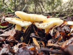 Russula cremoricolor