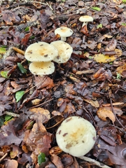 Russula cremoricolor