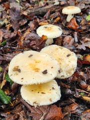 Russula cremoricolor