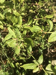 Ruellia caroliniensis