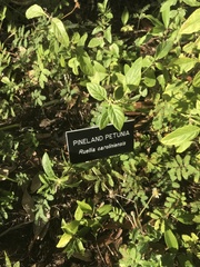 Ruellia caroliniensis
