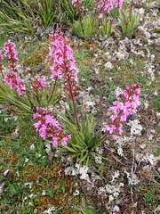 Stylidium