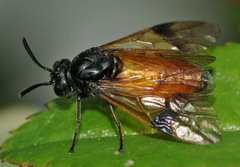 Arge cyanocrocea